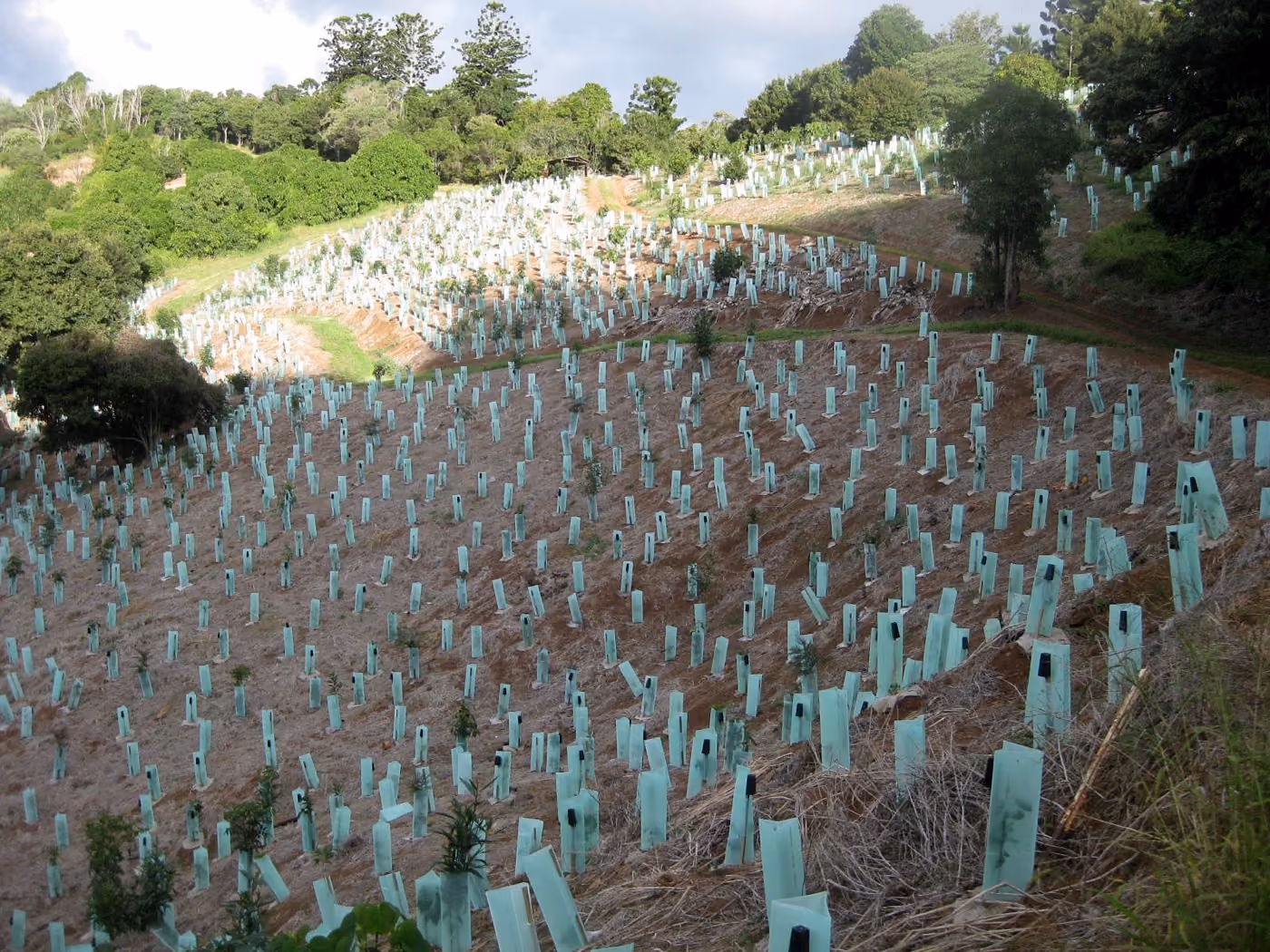 Replanted seedlings on a rehabilitated mine site